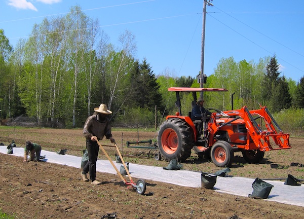 Three weeding methods L-R: Natalie hand-weeds the carrots, Caleb uses the wheel hoe to clear the pathways, Richard passes the tractor-mounted tine-weeder over the snap peas before trellising. / Trois méthodes de désherbage G-D: Natalie desherbe les carottes à la main, Caleb utilise la binette à roues pour les chemins, Richard passe la sarcloir à dents au-dessus des pois mange-tput avant de mettre le treillis.