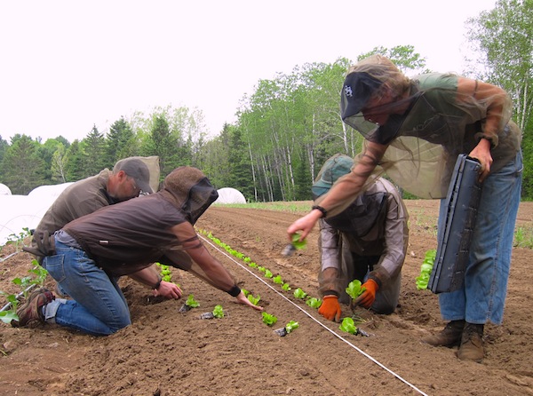 Mathieu, Dana, Caleb and Natalie make quick work of transplanting a bed of lettuce / Mathieu, Dana, Caleb et Natalie font du beau travail avec la plantation de la laitue.