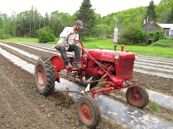 More weeding! Richard uses the 1949 Farmall Cur to keep the Bio-telo weed-free in preparation for transplanting squash./ Encore du désherbage! Richard utilise le 1949 Farmall Cub pour nettoyer autour bu Bio-telo en preparation pour la plantation des courges.
