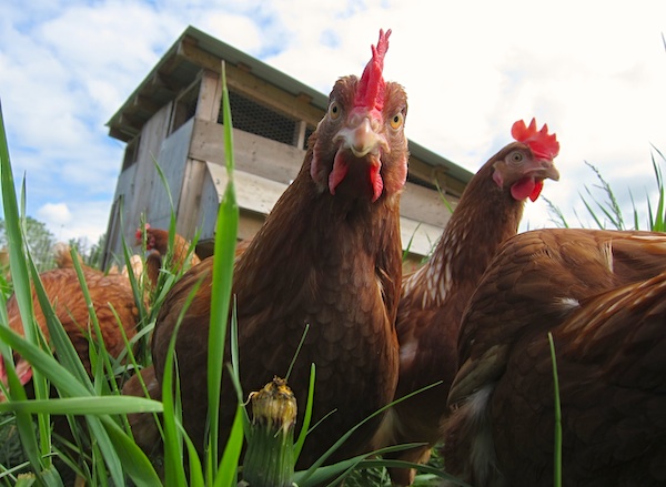 Vue d'insecte de nos poules pondeuse / A bug's eye vue of our laying hens