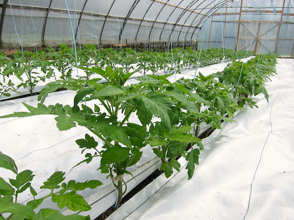 A chaque année on améliore nos techniques de culture en serre / Every year we improve our greenhouse growing techniques.