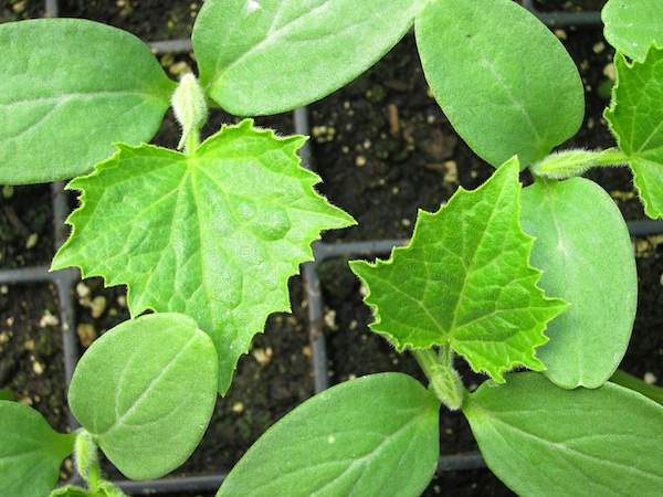 Les concombres de champ prêts à planter / Field cucumbers ready to transplant.