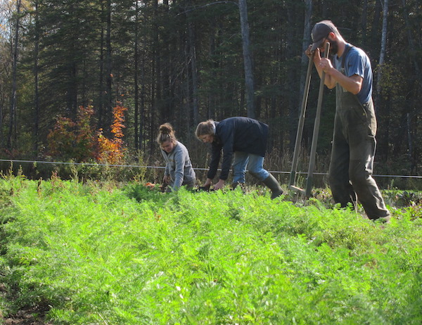 Harvesting storage carrots in late October