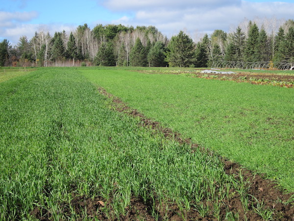 Oats and Rye cover crops protect and nourish the soil for next year's veggies