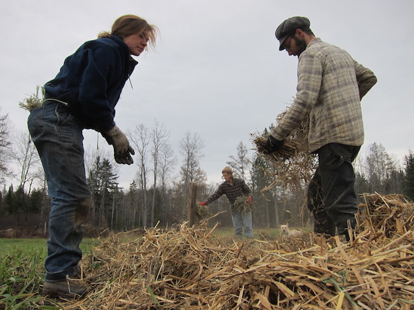 Mulching garlic in early November