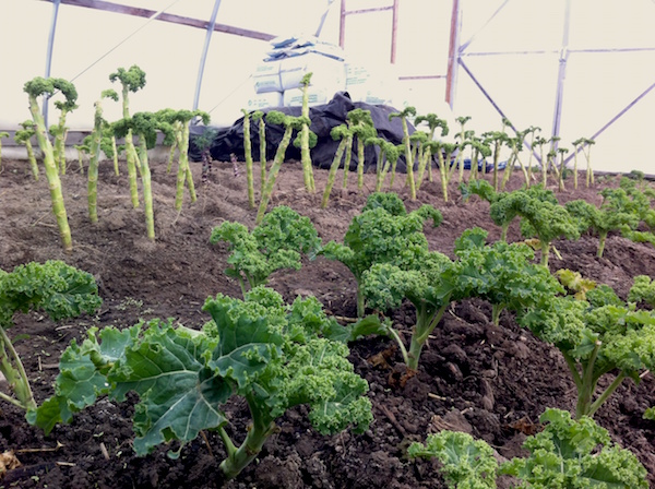Kale transplants will overwinter in the greenhouse