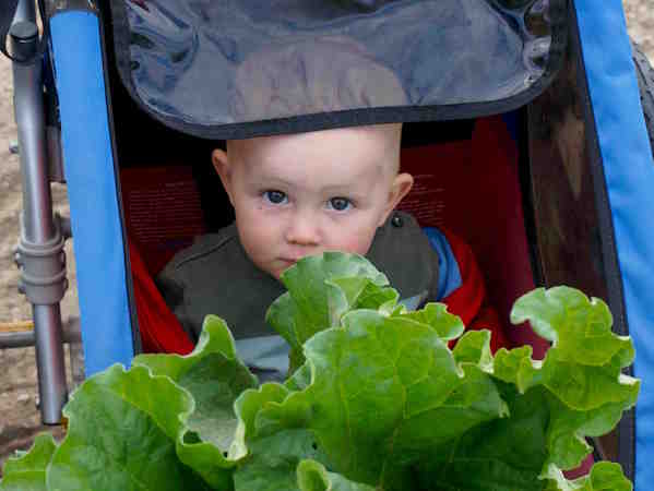 Avery se cache dans la rhubarbe / Avery hiding in the rhubarb