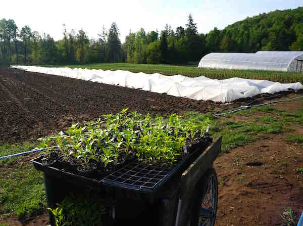 Pepper plants waiting to go in the ground / Les semis de poivrons prêts a planter