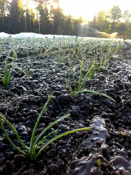Early morning after a hard frost - sprinklers protecting the onions / Matin après le gel - les gicleurs protègent les oignons
