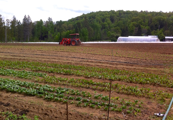 Tidy fields / Les champs propres
