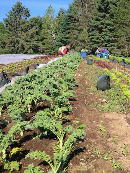 Harvest day / La récolte