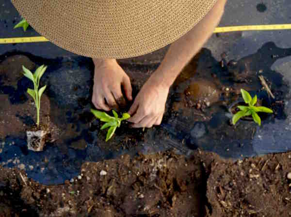 Pepper Planting 2 copy